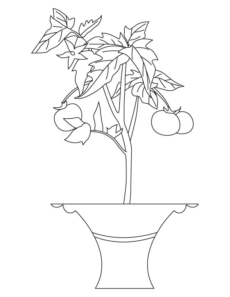 738x954 growing plant drawing - Growing Plant Drawing