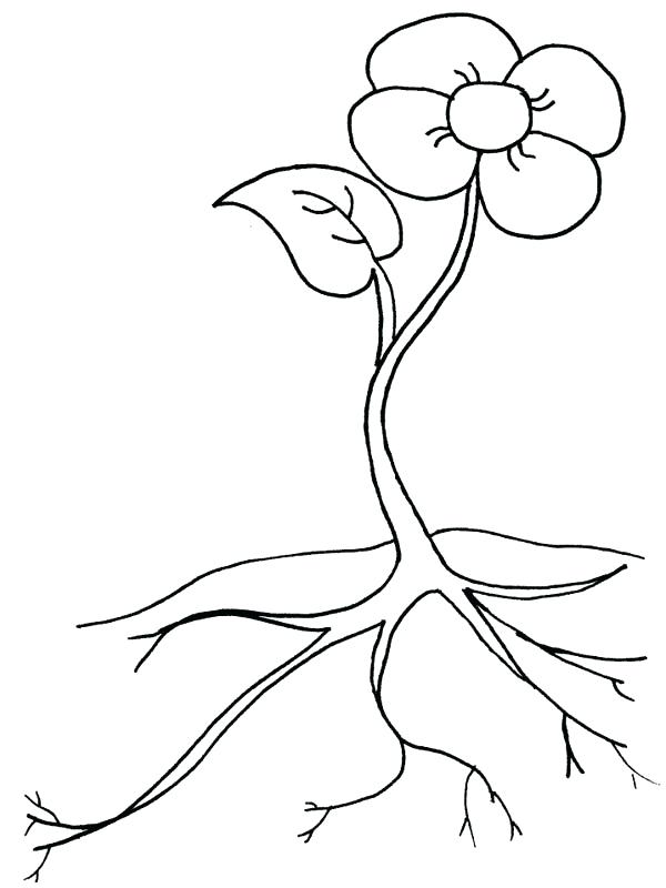 600x800 growing plants flower coloring - Growing Plant Drawing