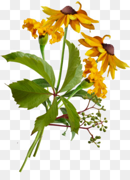 260x360 Plant Png - Growing Plant Drawing