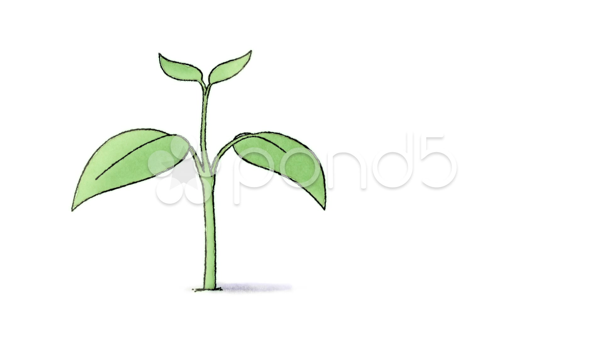 Growing Plant Drawing at Explore collection of