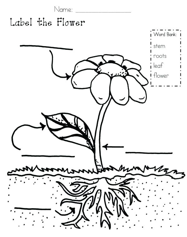 Growing Plant Drawing at PaintingValley.com | Explore collection of ...