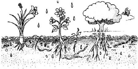 449x224 Setting Up And Running A School Garden - Growing Plant Drawing
