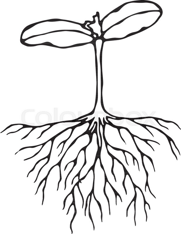 619x800 vector illustration of sprout with stock vector colourbox - Growing Plant Drawing