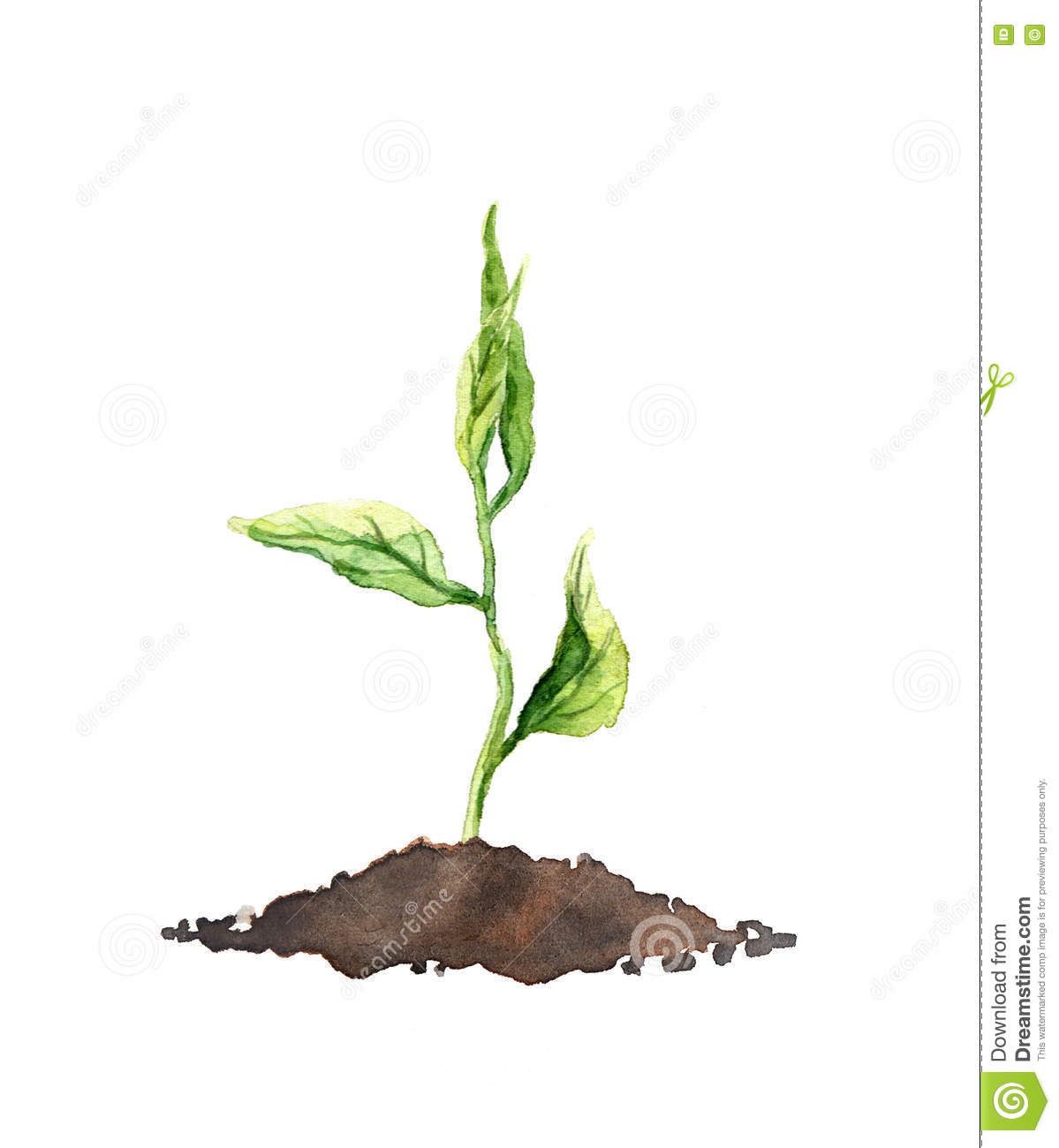 1199x1300 seed sprout watercolor plant grow w a t e r c o l o r s - Growing Plant Drawing
