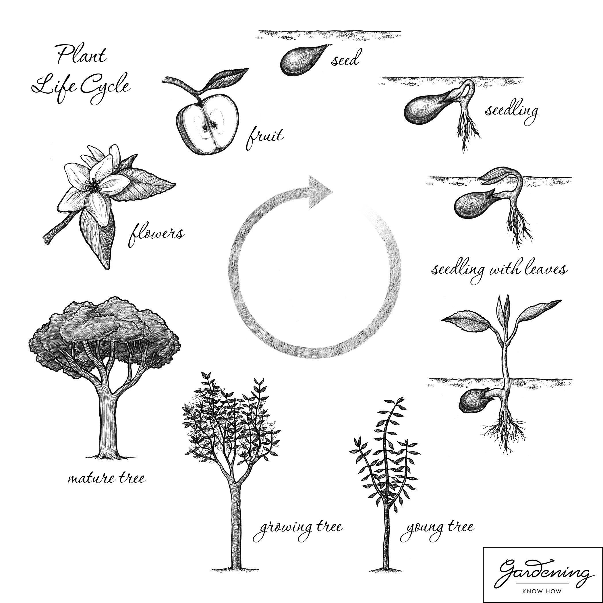 Growing Plant Drawing at Explore collection of