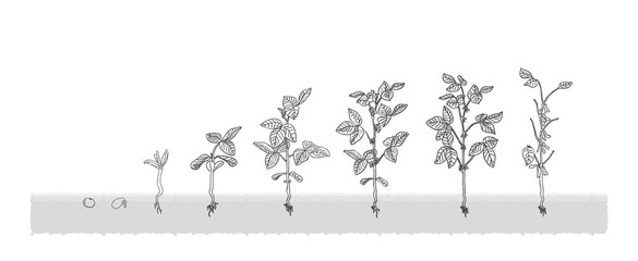 585x240 eso soybean grows from the seed stage plant growing white - Growing Plant Drawing
