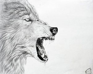 300x241 growling drawings fine art america - Growling Dog Drawing