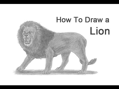 480x360 How To Draw A Lion Roaring - Growling Lion Drawing