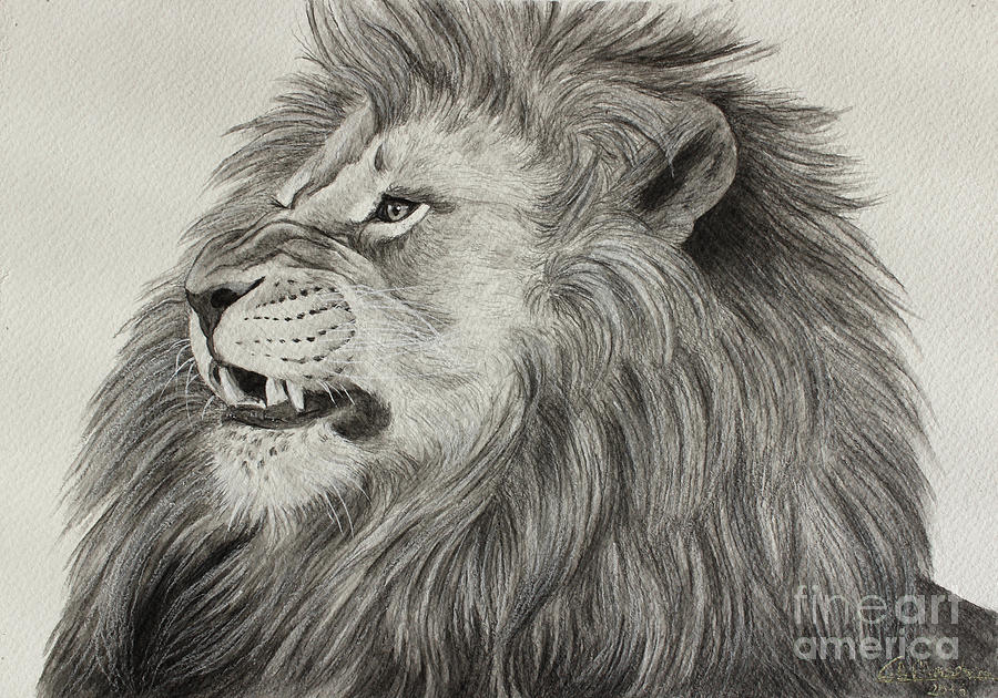 900x630 lion roar drawings fine art america - Growling Lion Drawing