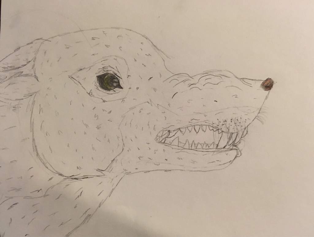 1024x774 growling wolf drawing neko and furry amino - Growling Wolf Drawing