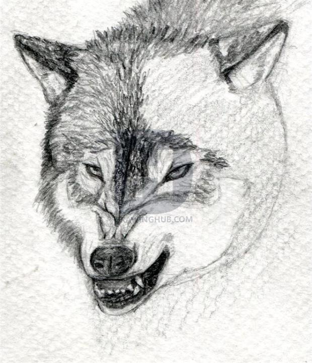 620x720 how to draw a growling wolf, step - Growling Wolf Drawing