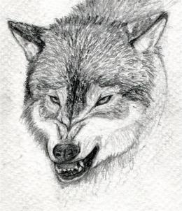 260x302 how to draw a growling wolf, step - Growling Wolf Drawing