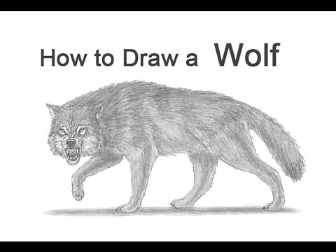 480x360 how to draw a wolf growling - Growling Wolf Drawing