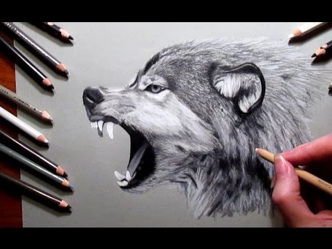 480x360 How To Draw A Wolf Pencil - Growling Wolf Drawing