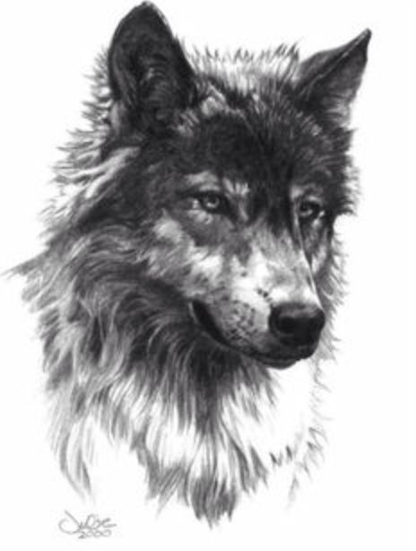 464x614 huge collection of 'growling wolf drawing' download more than - Growling Wolf Drawing