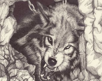340x270 realistic growling wolf drawing - Growling Wolf Drawing