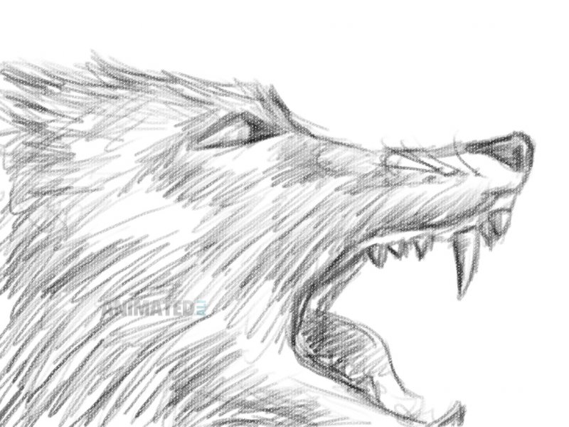 Growling Wolf Drawing at Explore collection of