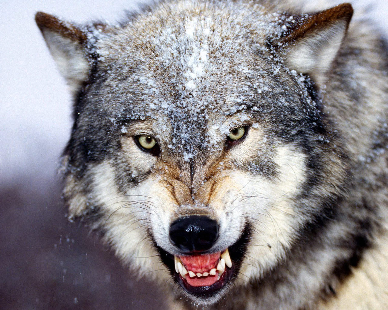 1280x1024 wolves images growling wolf hd wallpaper and background photos - Growling Wolf Drawing