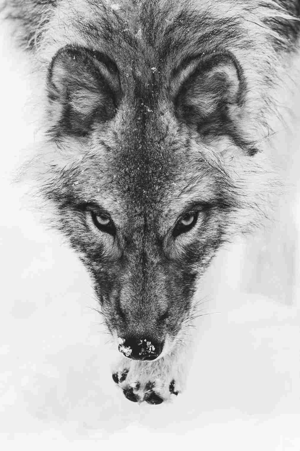1011x1517 Draw A Head Mexican Step Wood Burning Rhcom - Growling Wolf Drawing
