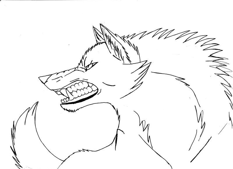 800x582 wolf growl wolves in drawings, wolf growling, anime wolf - Growling Wolf Drawing