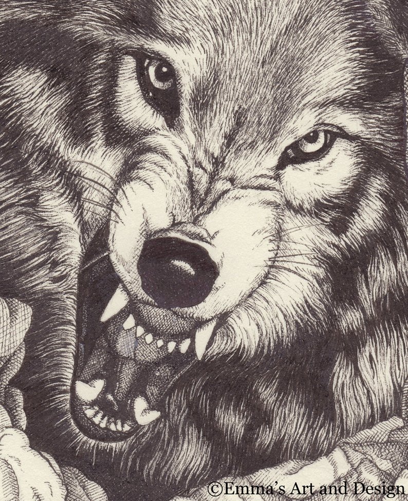 Growling Wolf Drawing at Explore collection of