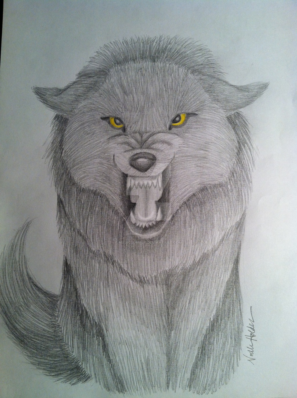 1024x1371 growling wolf art - Growling Wolf Drawing