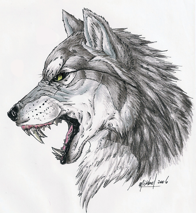 Growling Wolf Drawing at Explore collection of