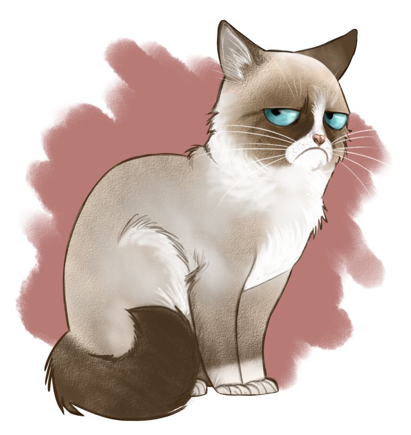 800x845 grumpy cat drawing blank template - Grumpy Cat Drawing