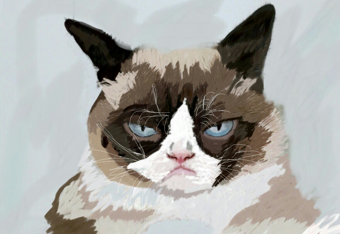 Grumpy Cat Drawing at Explore collection of Grumpy