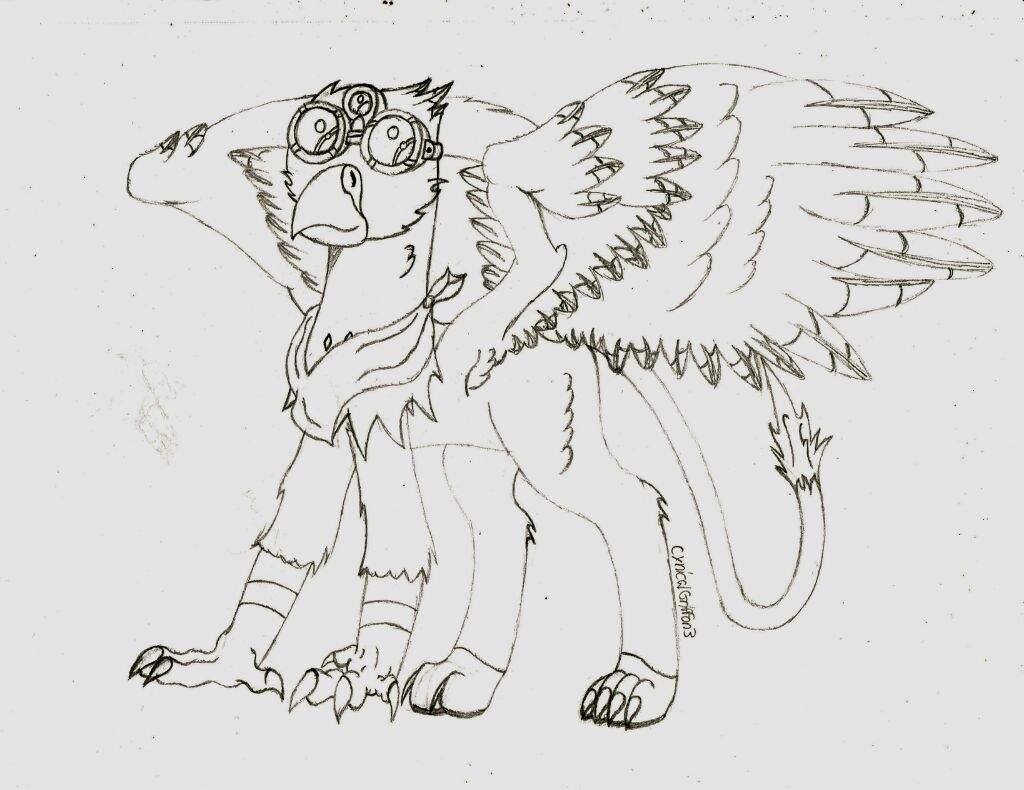 1024x790 Gryphon Oc Drawing Griffins Amino - Gryphon Drawing
