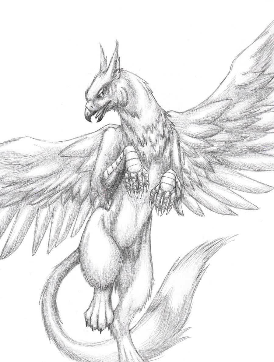 900x1188 Myth And Maddness In Creature - Gryphon Drawing