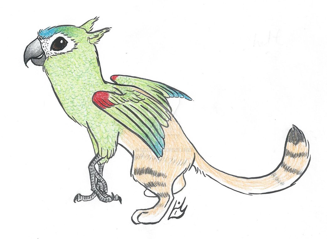 1043x765 Sand Macaw Gryphon Drawing - Gryphon Drawing