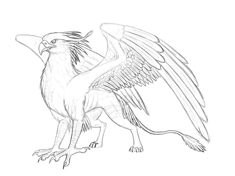 800x600 Griffin Drawing Gryphon For Free Download - Gryphon Drawing. 