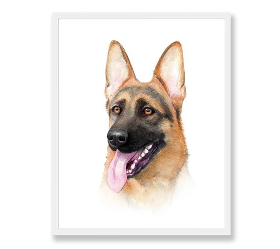 570x507 German Shepherd Dog Art Print Watercolor Painting Drawing Etsy - Gsd Drawing