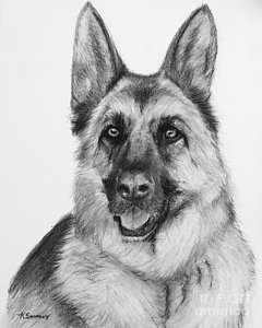 240x300 German Shepherd Drawings Fine Art America - Gsd Drawing
