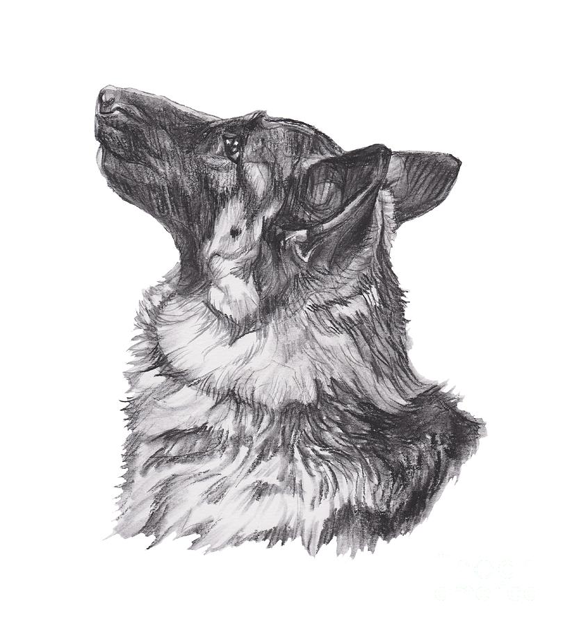 810x900 German Shepherd Profile Drawing Drawing - Gsd Drawing