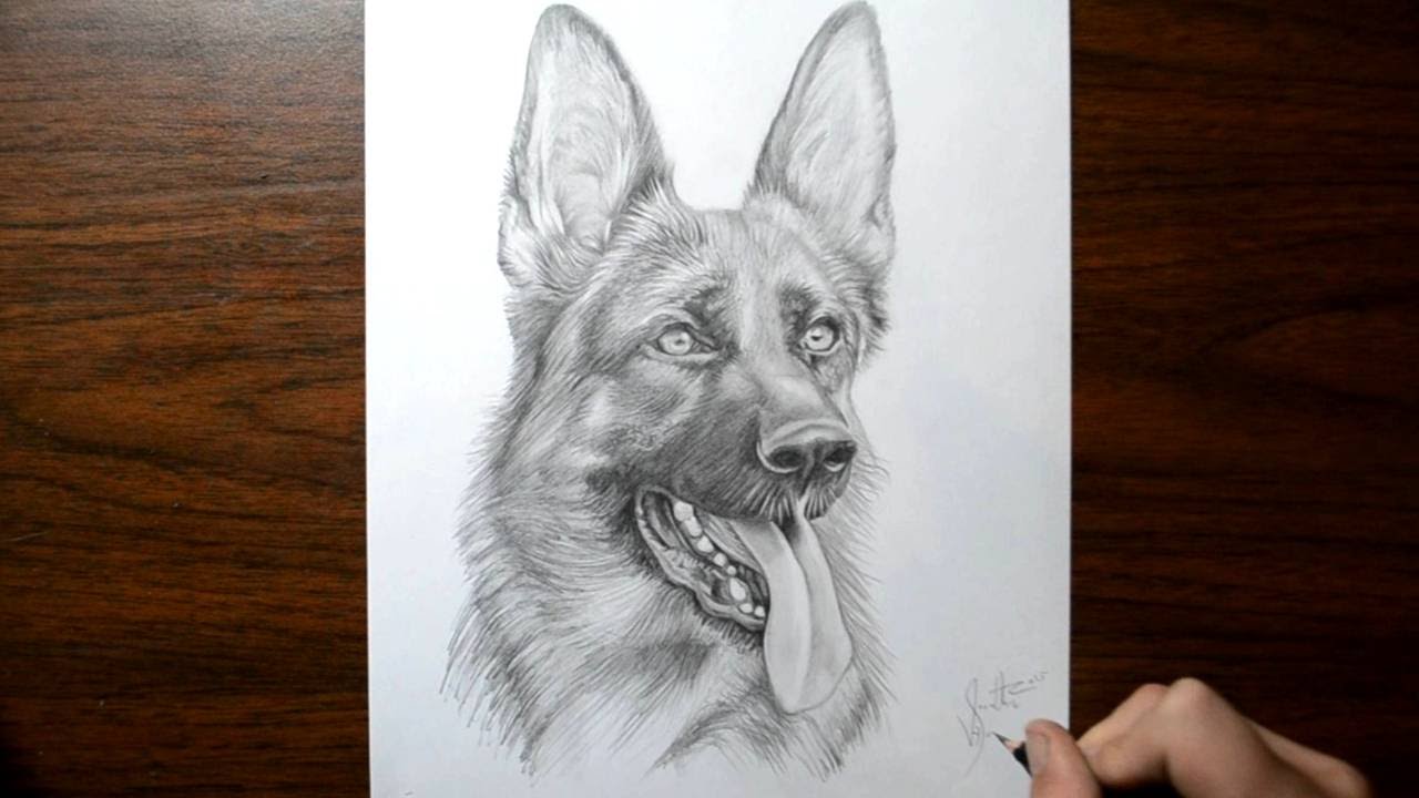 1280x720 How To Draw A Dog - Gsd Drawing