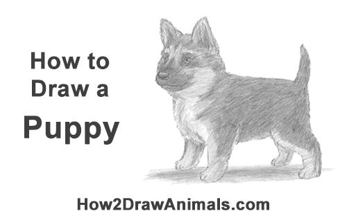 500x315 How To Draw A Puppy - Gsd Drawing