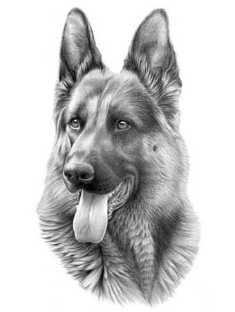 340x450 Outstanding German Shepherd To Draw As Well As German Shepherd - Gsd Drawing