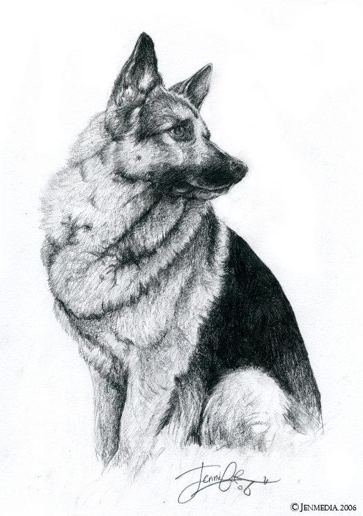521x740 The German Shepherd - Gsd Drawing