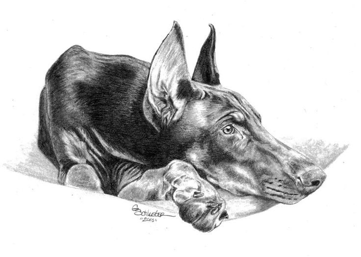 736x525 doberman drawing guard dog for free download - Guard Dog Drawing