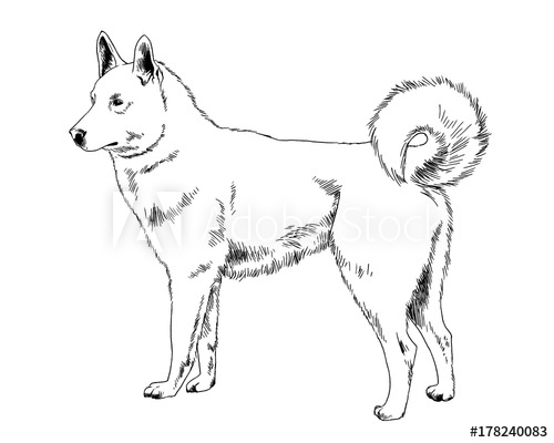 500x400 great guard dog drawn with ink on white background logo tattoo - Guard Dog Drawing