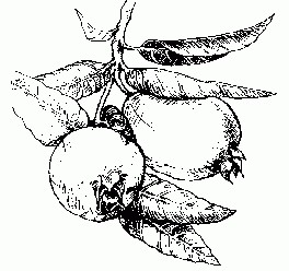 264x248 Guava Gif Resize Ssl Fruit Drawing - Guava Drawing