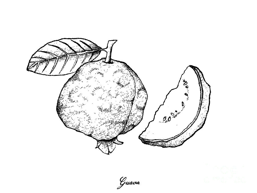 900x675 Hand Drawn Of Fresh Guava On White Background Drawing - Guava Drawing