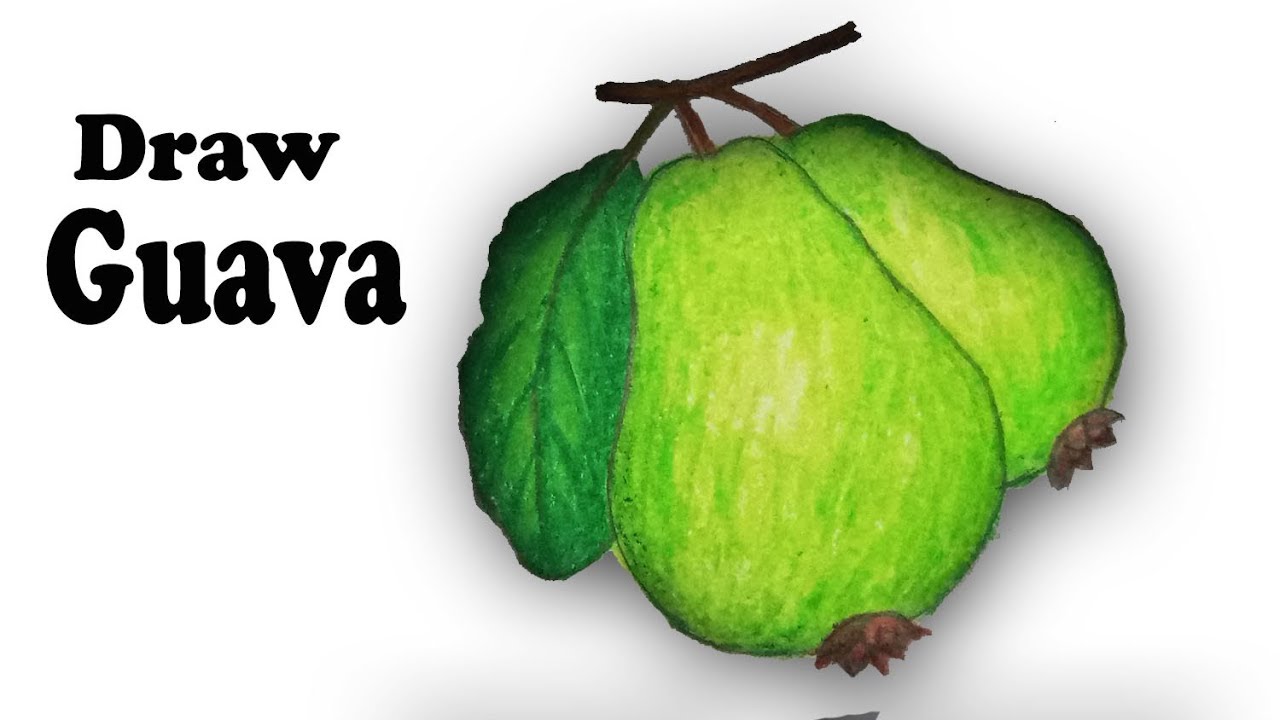 1280x720 How To Draw Guava For Kids Step - Guava Drawing