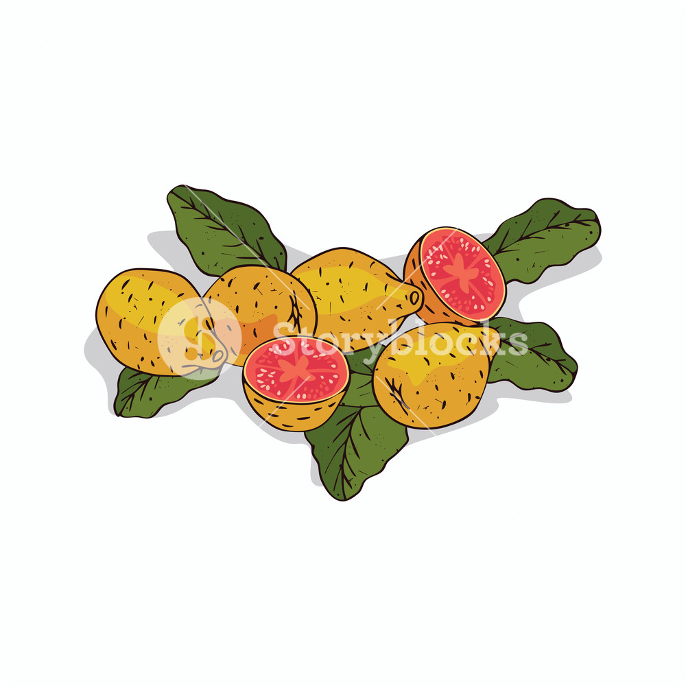 1000x1000 Isolated Clipart Of Plant Guava On White Background Botanical - Guava Drawing