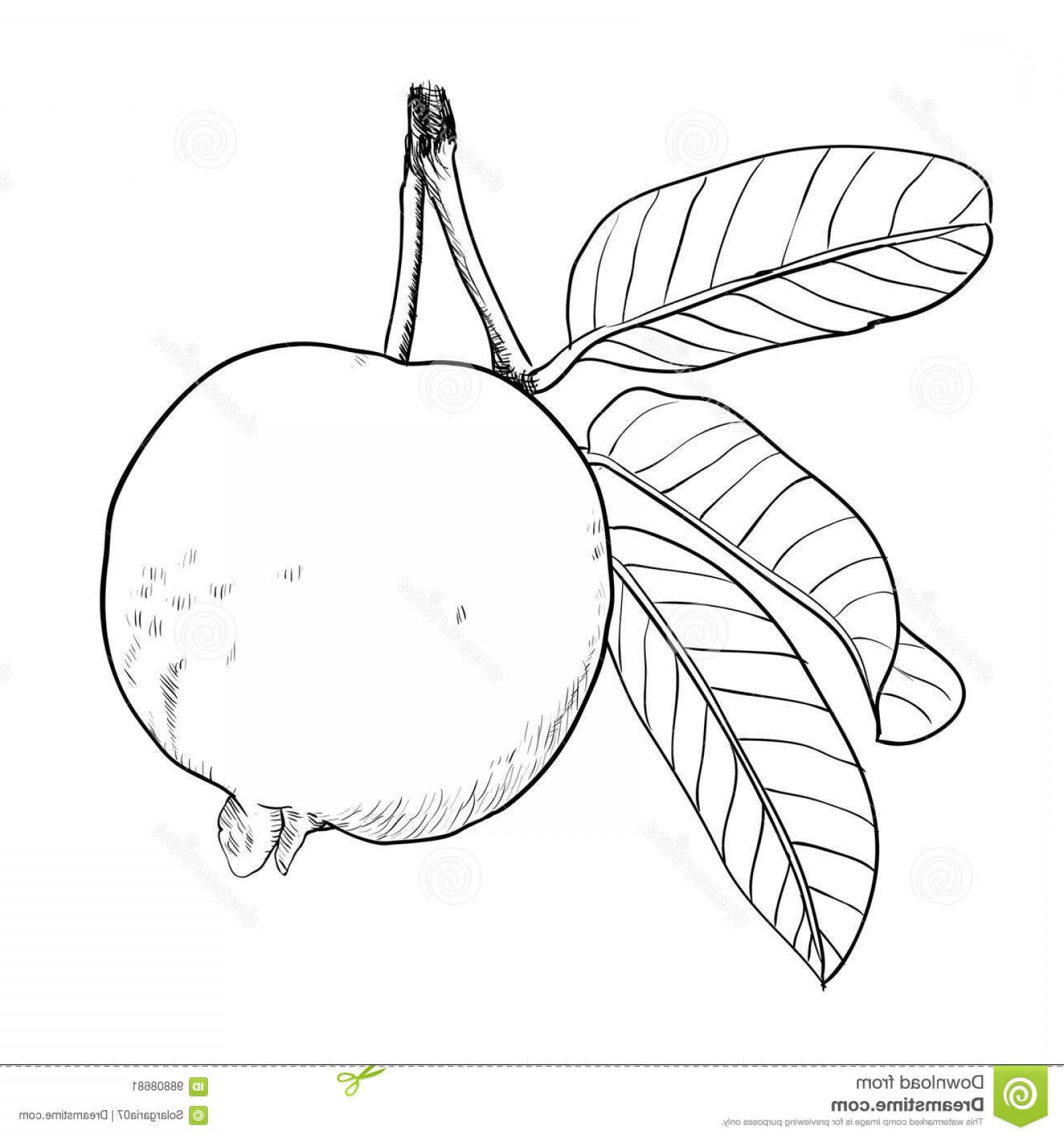 1560x1668 stock illustration hand drawing guava leaf vector drawn - Guava D...
