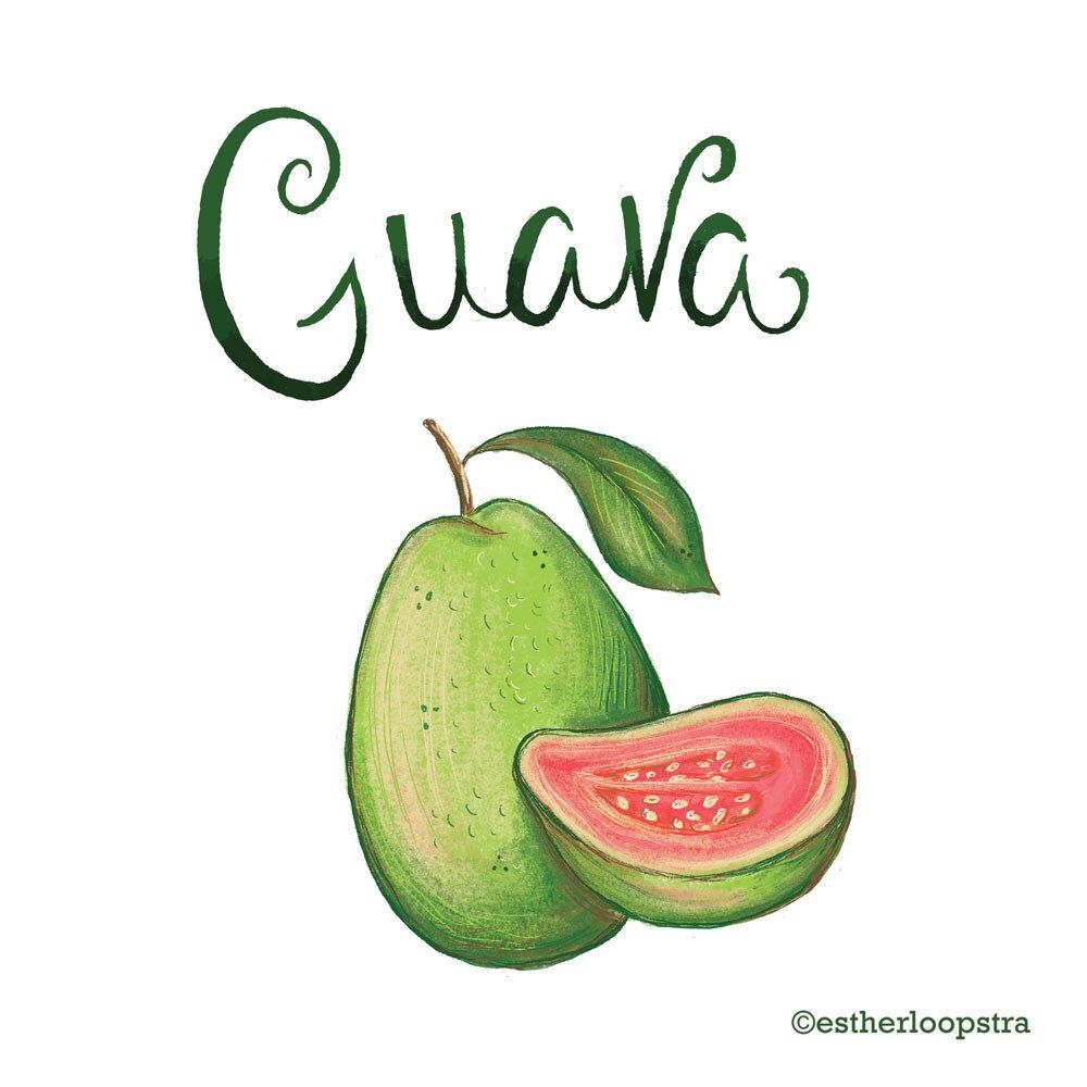 1000x1000 this delicious guava fruit print is now in my shop! my food - Guava Drawing