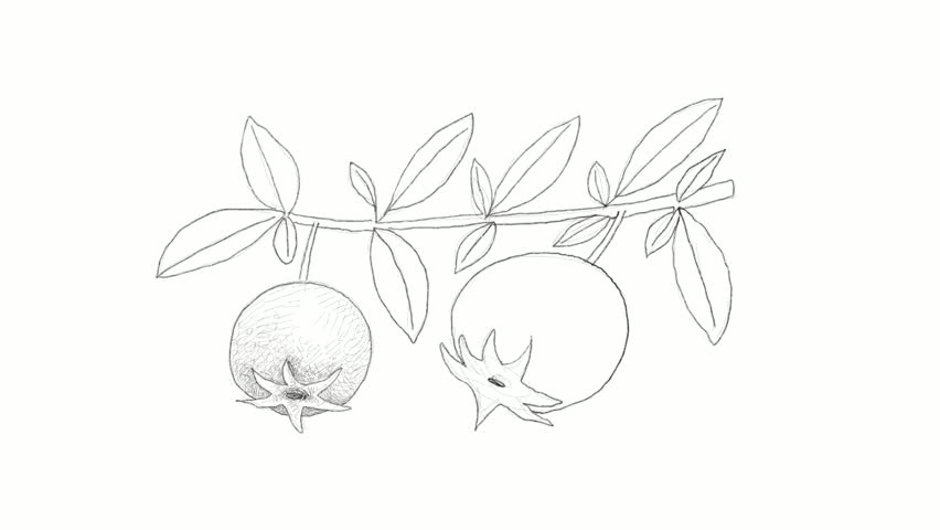 852x480 Tropical Fruits, Motion Clip Of Stock Footage Video - Guava Drawing