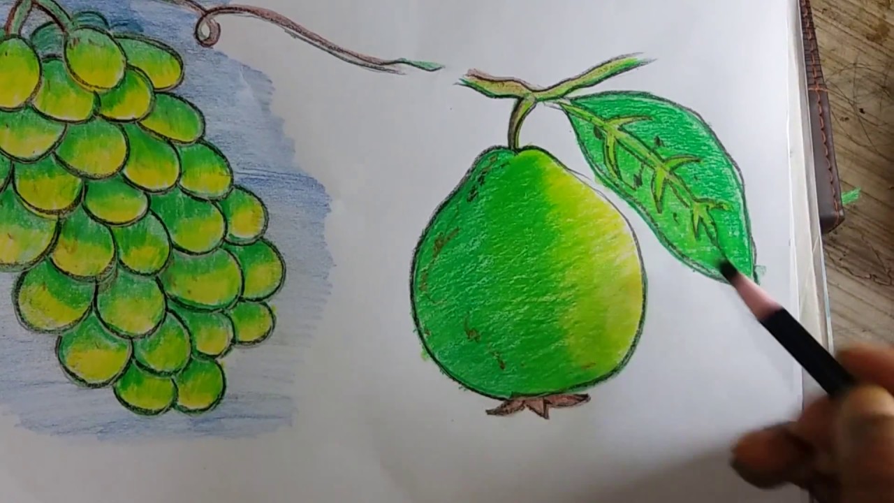 1280x720 Green Fruits Of Bangladeshhow To Draw Guava And Coloring With Oil - Guava Drawing